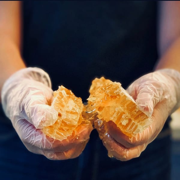 Gloved hands holding two pieces of golden honeycomb dripping with fresh honey.